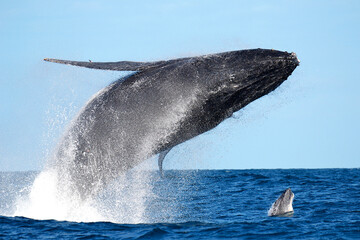 Fototapeta premium Incredible double synchronized jump of a humpback whale and its calf in the blue sea of Sainte Marie, Madagascar.