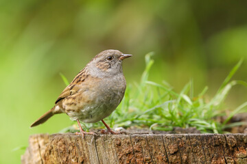 Adult dunnock, hedge sparrow, prunella modularis, perched on a log in the British countryside, Great Britain, UK