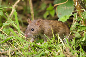 Naklejka na ściany i meble Brown rat, Rattus norvegicus, sneaking out of a hedge
