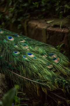 Green Tail Peacock Feathers