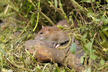 Brown rat, Rattus norvegicus, sneaking out of a hedge