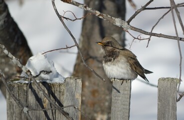 robin on a wooden fence
