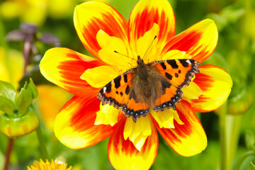 Small tortoiseshell butterfly (Aglais urticae) on a yellow and red dahlia flower