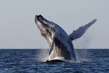 Amazing scene of a humpback whale jumping in front of its calf while sailing in the Sainte Marie...