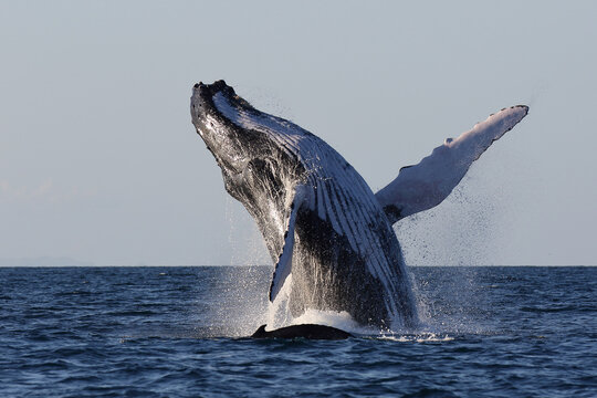 Amazing scene of a humpback whale jumping in front of its calf while sailing in the Sainte Marie canal, Madagascar 