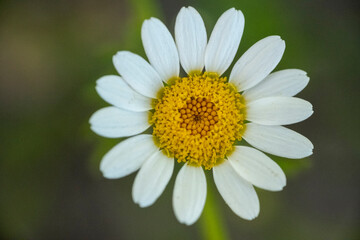 Obraz premium daisy flower closeup