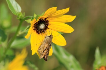 moth on a wild sunflower in Hutchinson Kansas USA shot closeup.