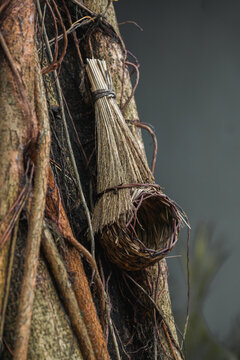 tiny withered nest ornament on tree