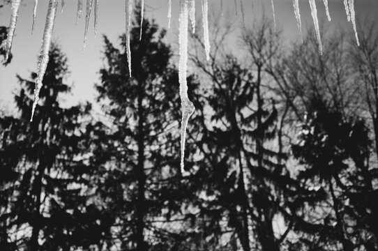 Icicles in Black and White