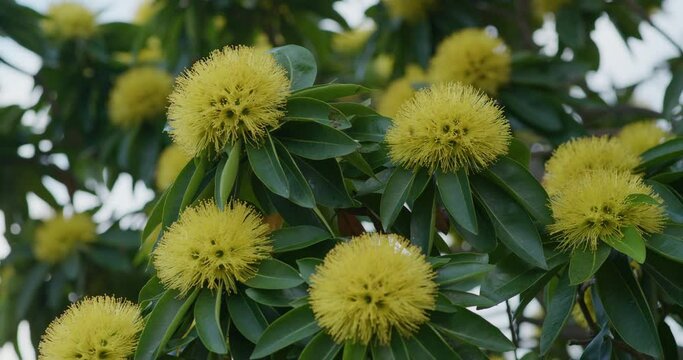 Xanthostemon bright yellow flowers with green leaves