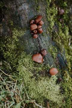 Wild mushrooms and lichen on tree trunk