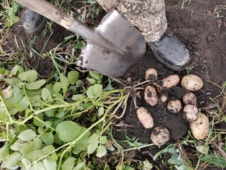 dug potatoes on the ground next to the shovel and the farmer's feet 