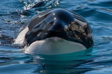 ド迫力！海のギャング「シャチ」の正面画像 © Bogey Yamamoto