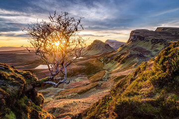 small tree in Quiraing, Isle of Skye, Scotland