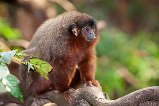 Red Titi Monkey