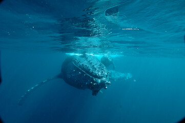 Breathing-taking underwater view of humpback whale  mother and calf diving in a clear blue ocean with the mother carrying her calf, in Sainte Marie Madagascar 
