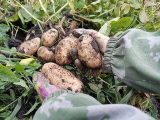 Potato harvest. Hands in gloves clean potatoes from the ground