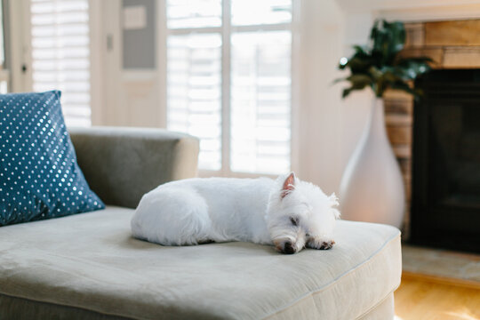 Cute small doing resting on a couch