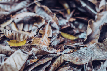 Close up detail of fallen dry dark yellow leaves with running red forest ants. Texture background, photo with autumn mood in brown tone, space for text, idea for wallpaper. Shallow depth of field