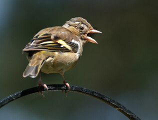 Female Chaffinch looking to feed in urban garden.