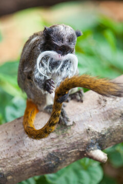 Bearded Emperor Tamarin