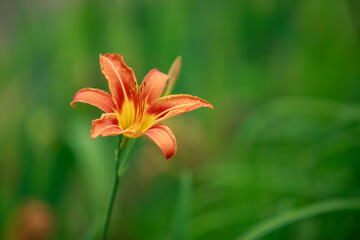 Blooming lily bush
