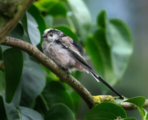 Female Chaffinch looking for food in urban garden.