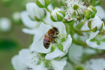 Flowers of dewberry