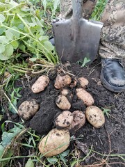 dug potatoes on the ground next to the shovel and the farmer's feet 