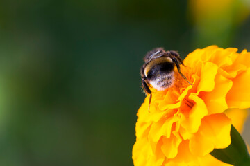 
big bumblebee on orange flower close-up back view