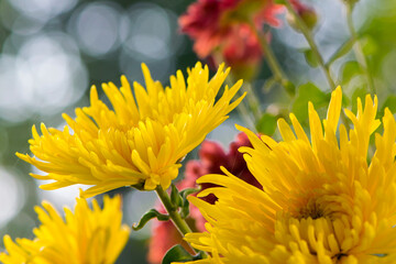 Fototapeta premium big yellow chrysanthemum flowers for background 