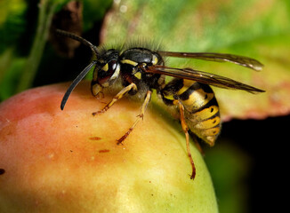 Wasp feeding in urban house garden in late summer.