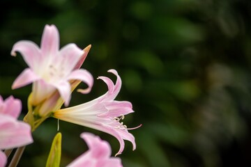 Fototapeta premium 美しい色、甘い香り、優雅な花姿、ベラドンナリリーとクリナムの交配種「アマクリナムの花」