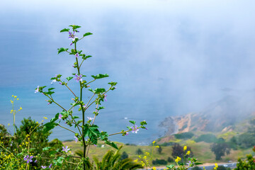Fog Rolling In Over The Bluffs With Flowers