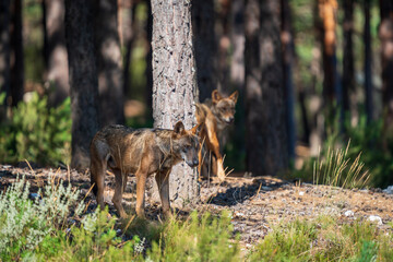 Pack of wolfs in the pine tree forest