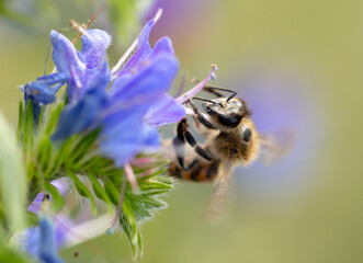 A bee collects honey on blue flowers