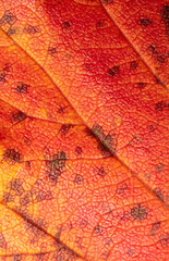 Autumn leaf as an abstract background
