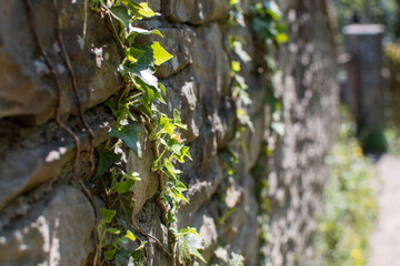 Obraz premium Forest