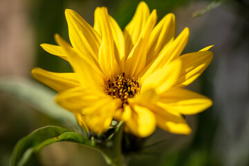 Close-up of a yellow flower in the park.