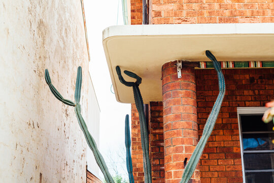 Tall cactus outside apartment building