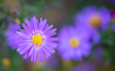 Purple flowers in the park.