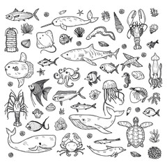 Big set of cute hand drawn marine animals, fish and shells. Vector outline background. May use as coloring page. 