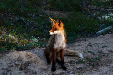 Fox