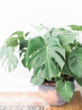 closeup of a split leaf philodendron