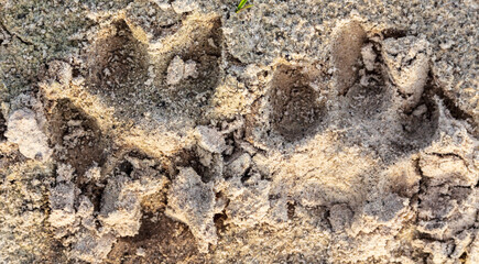 Close-up footprint of a dog on the ground