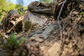 Fototapeta premium Forest