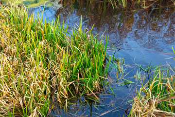 The lake is overgrown with reeds