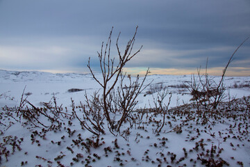 Far North
