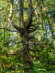 Fototapeta premium Sehome Hill Arboretum