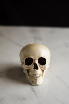 plastic skull